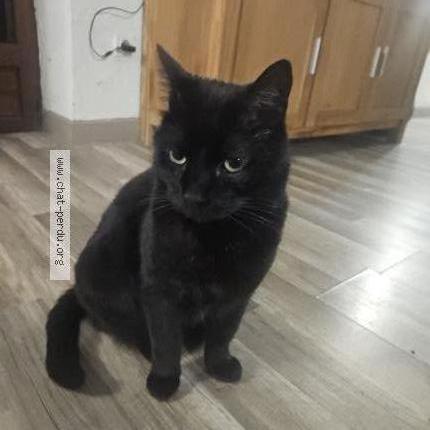 Foto 1/1 BAGHERA Chat perdido en Laons