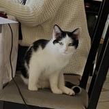 Foto del gato perdido en Toulouse