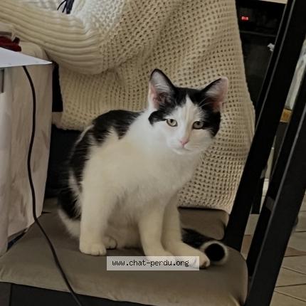 Foto 1/1 Iago Chat perdido en Toulouse