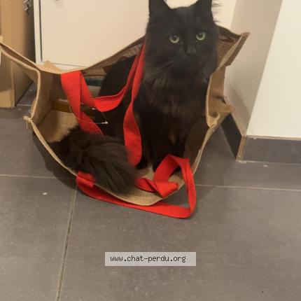 Foto 1/1 Arsène Chat perdido en Lempty