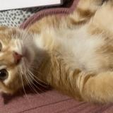 Foto del gato perdido en Carbon Blanc