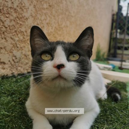 Foto 1/1 Kiara Chat perdido en Ille sur tet