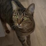 Foto del gato perdido en Orange