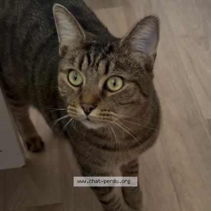 Foto 1/1 Draken Chat perdido en Orange