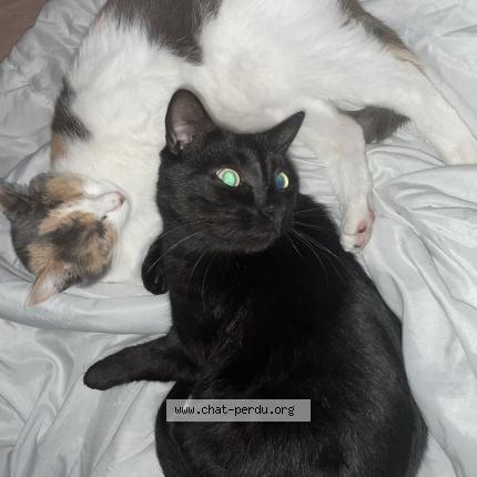 Foto 1/1 Souki Chat perdido en Montreuil