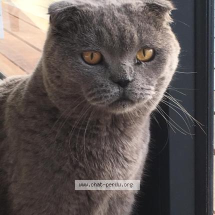 Foto 1/1 Laglue Chat perdido en Saint barthelemy