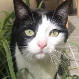 Foto del gato perdido en Carnin