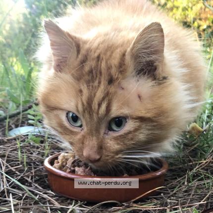 Foto 1/1 Gato encontrado Encontrado en Saint hippolyte du fort