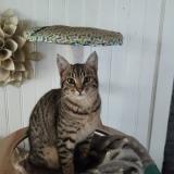 Foto del gato perdido en La Mothe St Heray