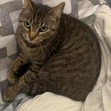 Foto del gato perdido en Sainte Anne Sur Brivet