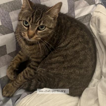 Foto 1/1 Romy Chat perdido en Sainte anne sur brivet