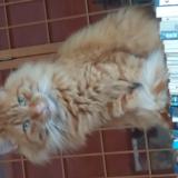 Foto del gato perdido en Steenbevque