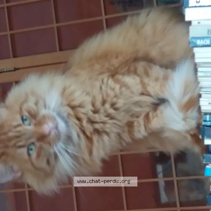 Foto 1/1 IRISH Chat perdido en Steenbevque