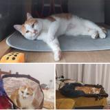 Foto del gato perdido en Montgiscard