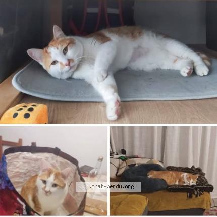 Foto 1/1 Valongo Chat perdido en Montgiscard