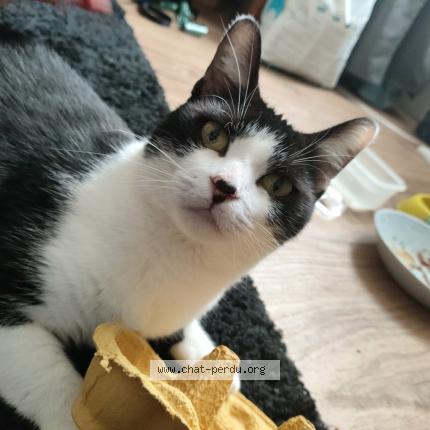 Foto 1/3 mira Chat perdido en Voiron