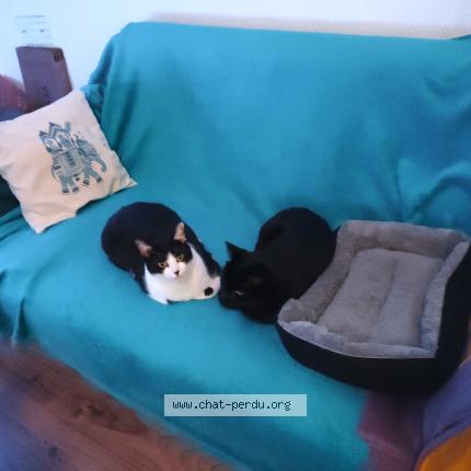 Foto 2/3 mira Chat perdido en Voiron