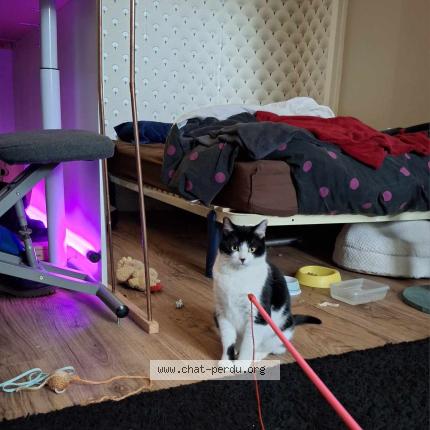 Foto 3/3 mira Chat perdido en Voiron