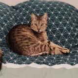 Foto del gato perdido en Chaillevette