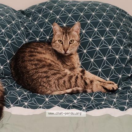 Foto 1/1 Kovou Chat perdido en Chaillevette