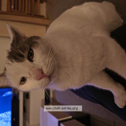 Foto 1/1 Plumeau Chat perdido en Le mans