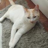 Foto del gato perdido en Saint Gervais