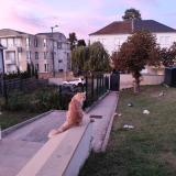 Foto del gato perdido en Metz