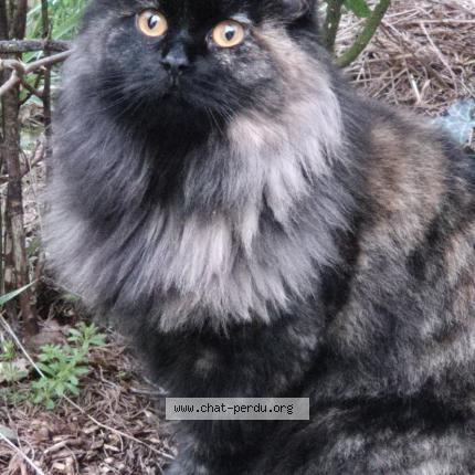 Foto 1/1 Noisette Chat perdido en Lherm