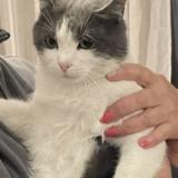 Foto del gato perdido en Saint Raphael