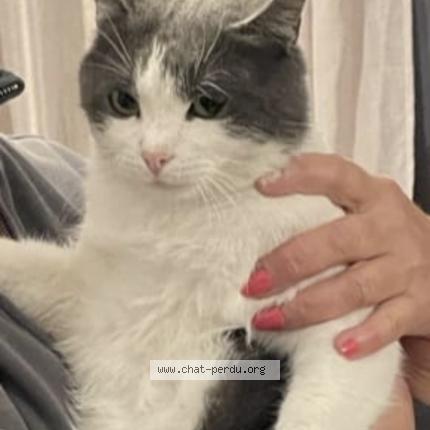 Foto 1/1 Cortes Cindy Chat perdido en Saint raphael