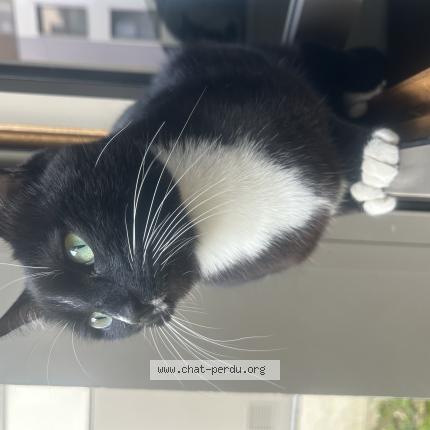 Foto 1/1 William Chat perdido en St denis