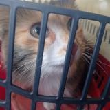 Foto de gato encontrado en Gaillac