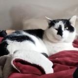 Foto del gato perdido en Plassac