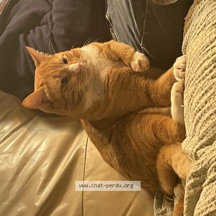 Foto 1/1 Luigi Chat perdido en Fay