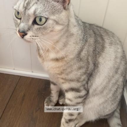 Foto 1/1 Marley Chat perdido en Saint nazaire