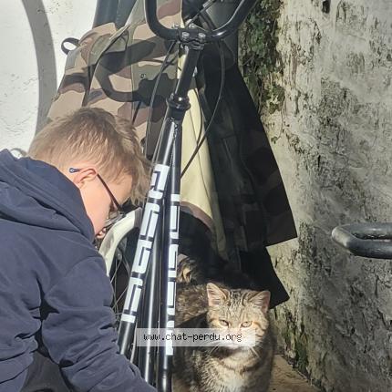 Foto 1/1 Gato encontrado Encontrado en Cambrai