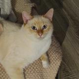 Foto del gato perdido en Raches