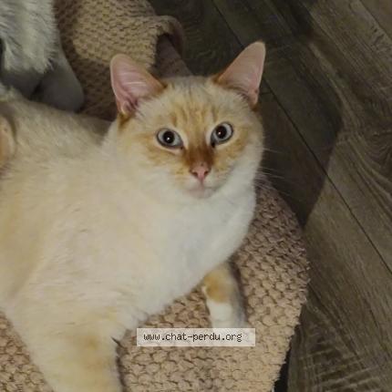 Foto 1/1 Donuts Chat perdido en Raches