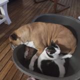 Foto del gato perdido en Saint Just