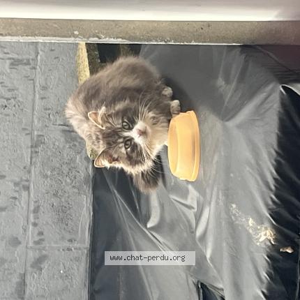 Foto 1/1 Gato encontrado Encontrado en Couillet