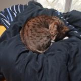 Foto de gato encontrado en Bordeaux