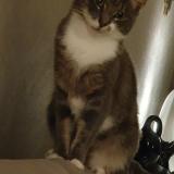 Foto del gato perdido en Laumesfeld Calembourg