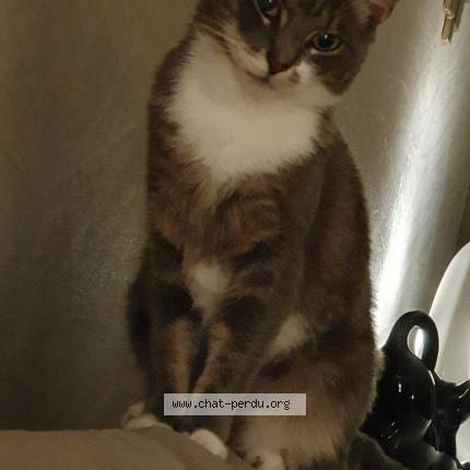 Foto 1/1 Dakota Chat perdido en Laumesfeld calembourg