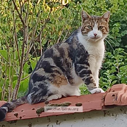 Foto 2/2 tigrou Chat perdido en Montgeron