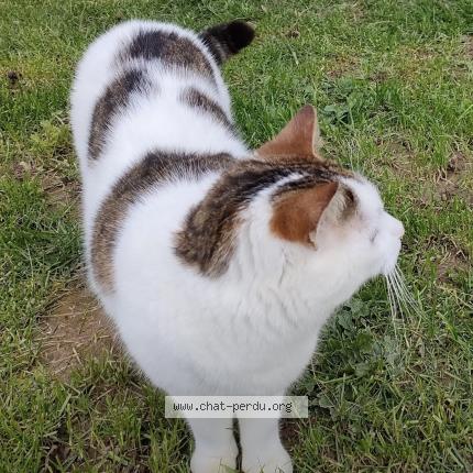 Foto 1/1 GOËLO Chat perdido en Plouha