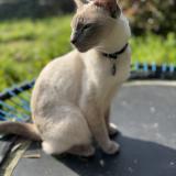 Foto del gato perdido en La Seyne Sur Mer