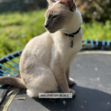 Foto 1/1 Raj Chat perdido en La seyne sur mer