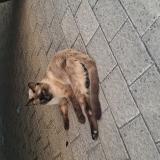 Foto de gato encontrado en Telde