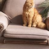 Foto del gato perdido en Lahore Raiwind Road