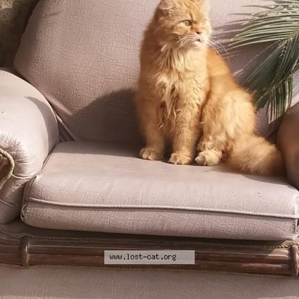 Foto 1/1 Cheeto Chat perdido en Lahore raiwind road